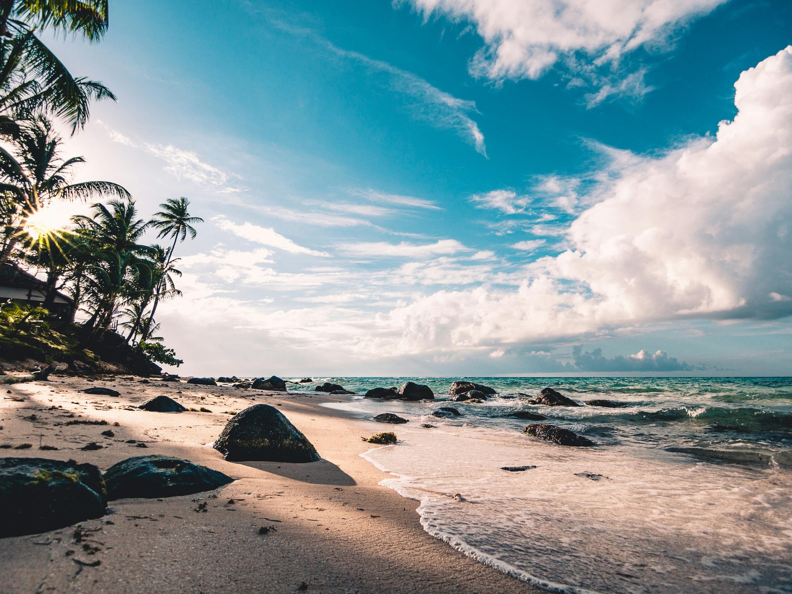 The Tropical Paradise Playground