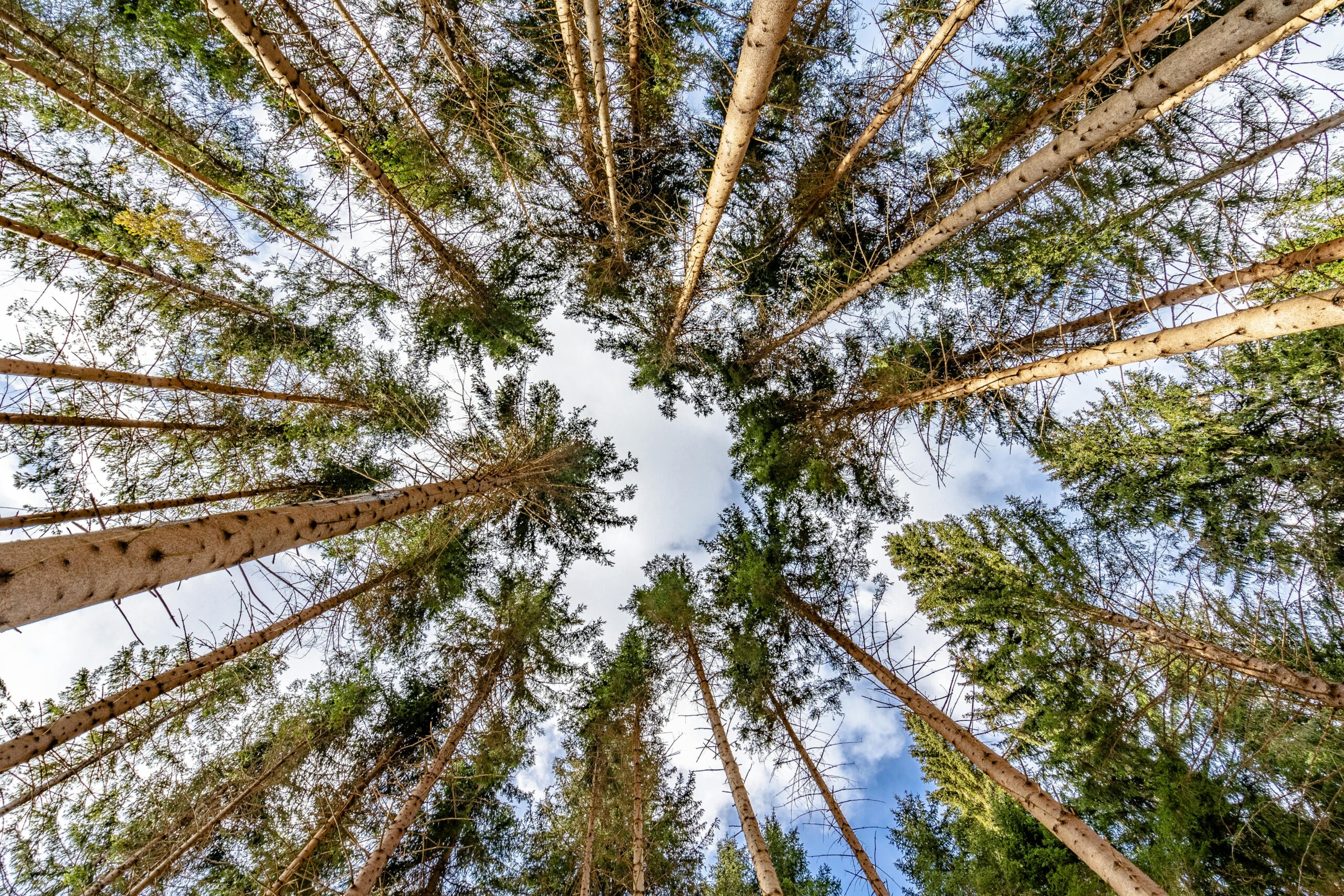 A Haven in the Treetops