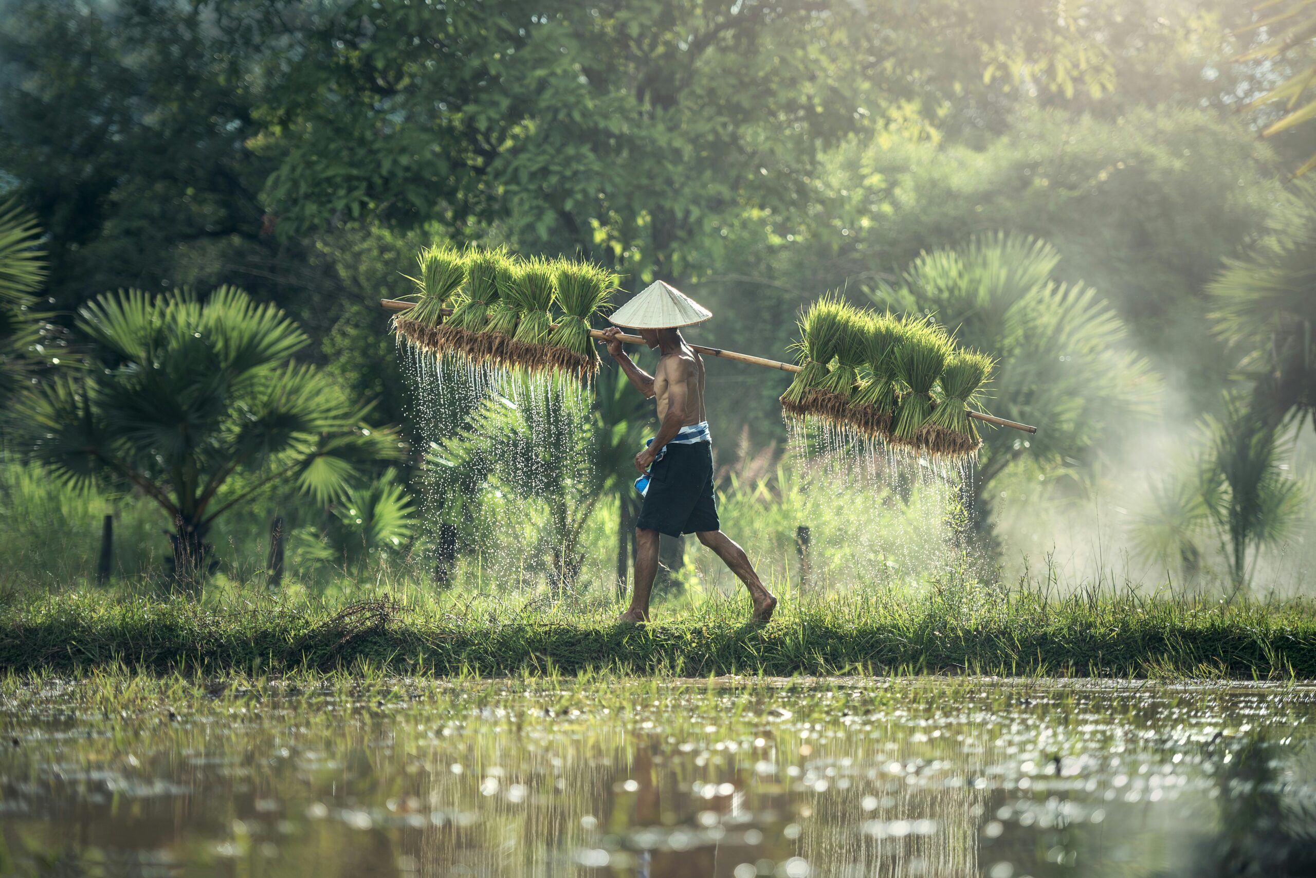 Technological Innovations in Rice Farming